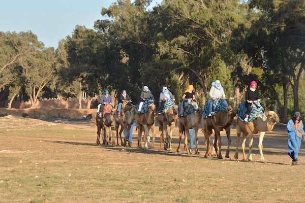 Camel caravan passing the eucalyptus forest