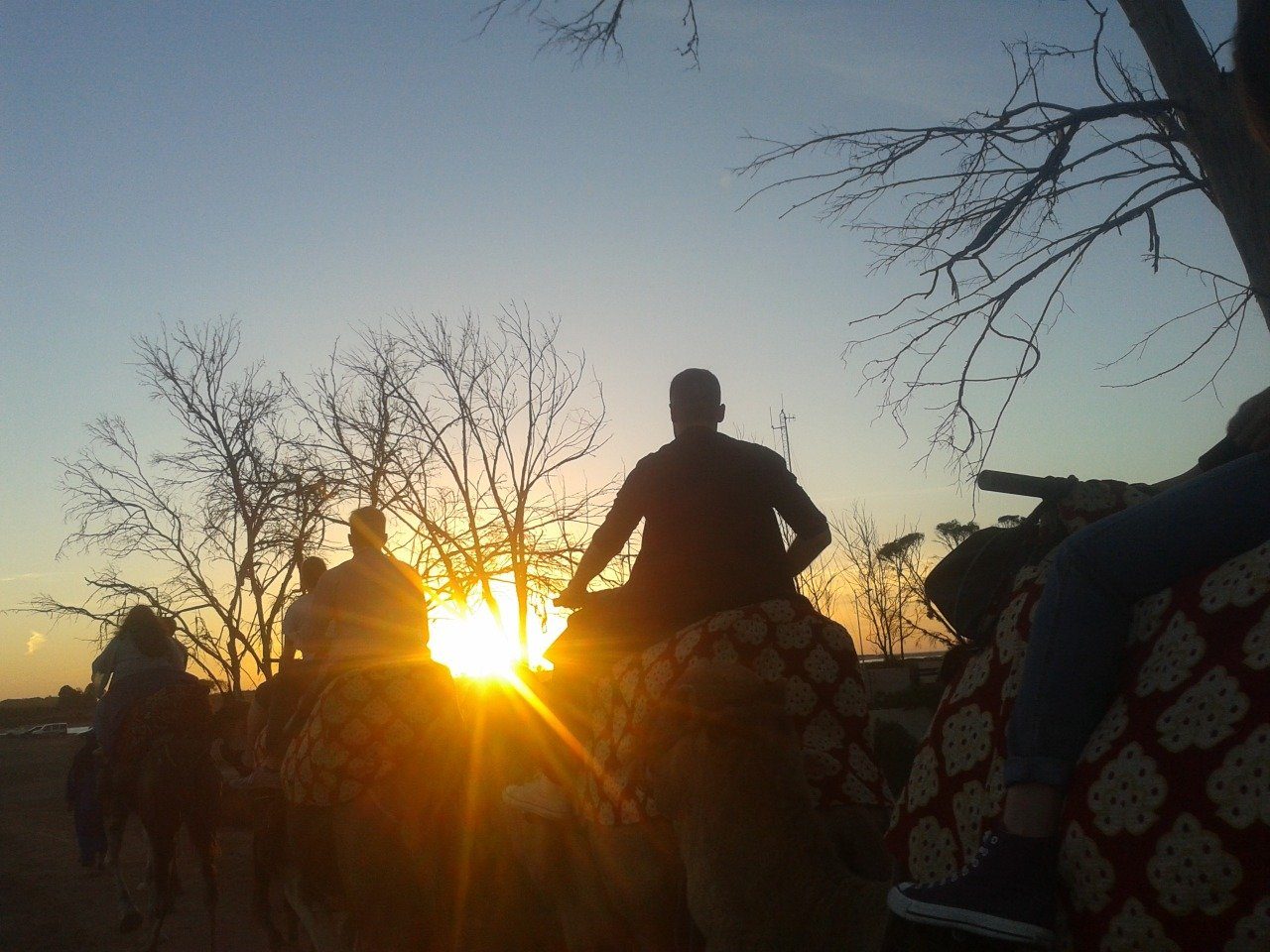 Camel caravan riding into the sunset through the trees near the Souss river, Agadir
